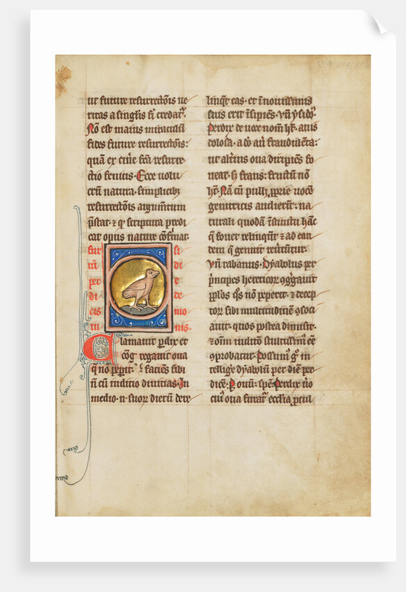 A Partridge by Anonymous