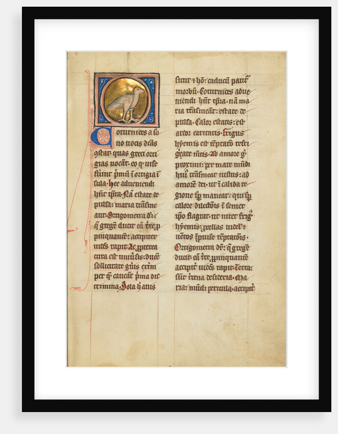 A Quail by Anonymous