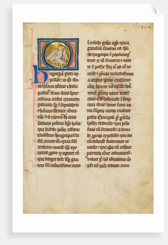 A Hoopoe by Anonymous