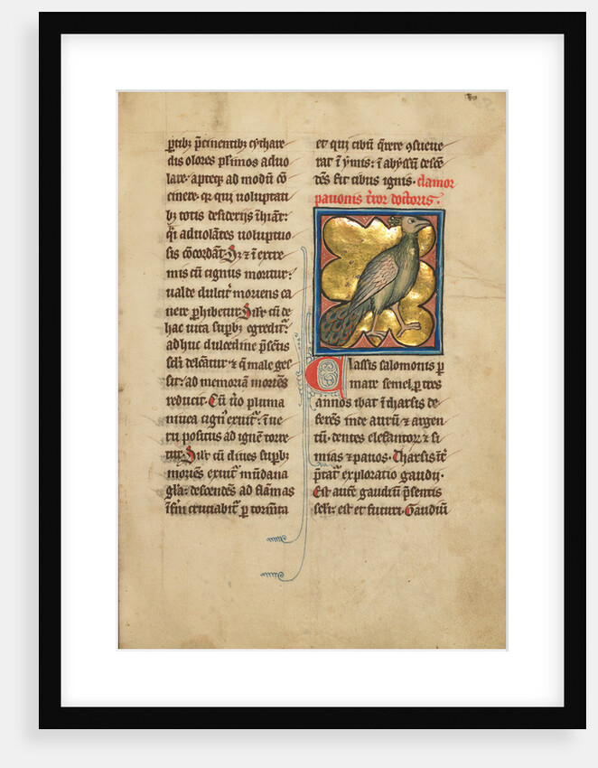 A Peacock by Anonymous