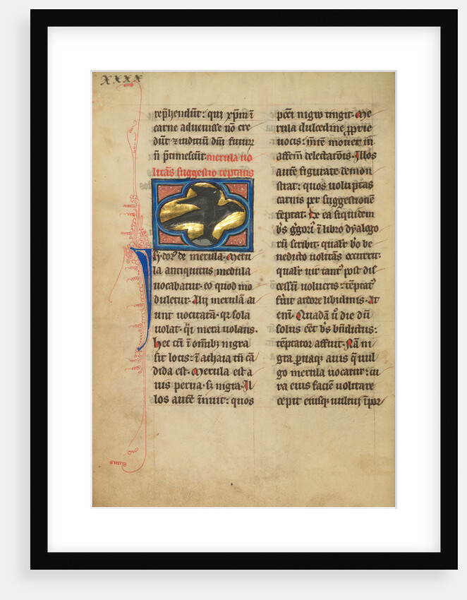 A Blackbird by Anonymous