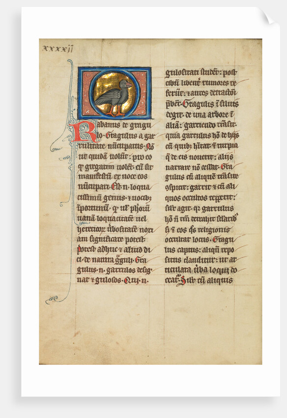 A Jackdaw by Anonymous