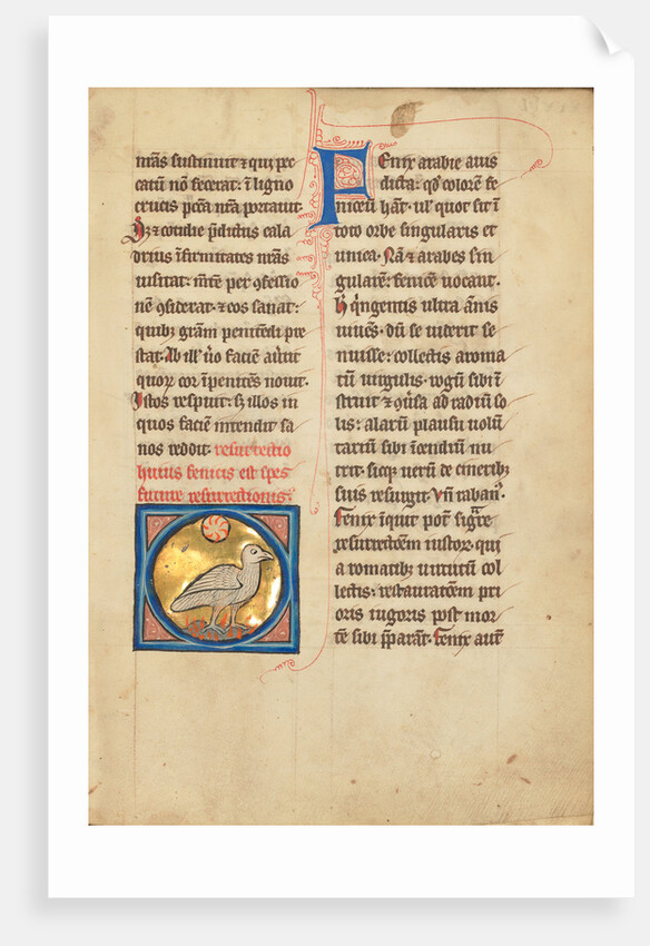 A Phoenix by Anonymous