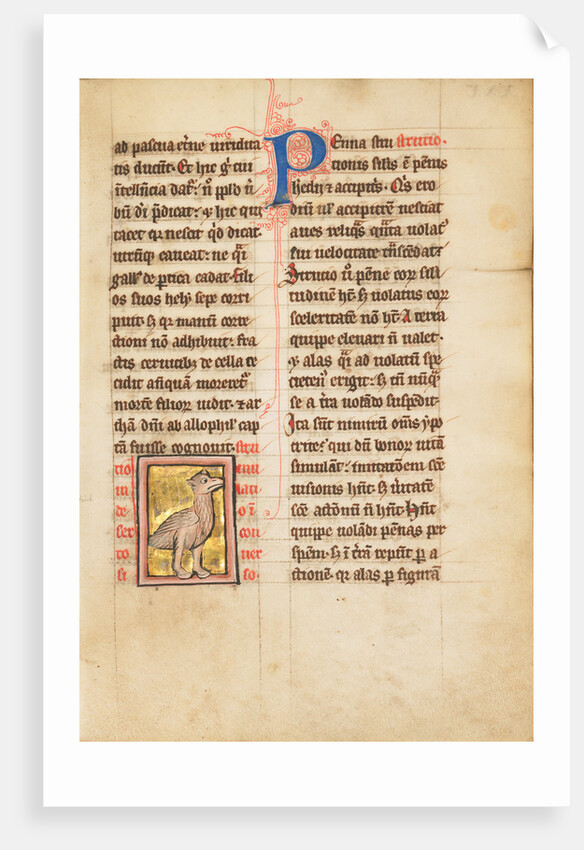 An Ostrich by Anonymous