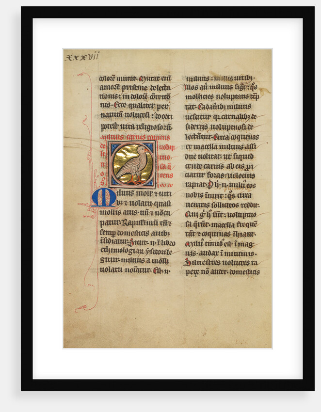 A Kite (Bird) by Anonymous