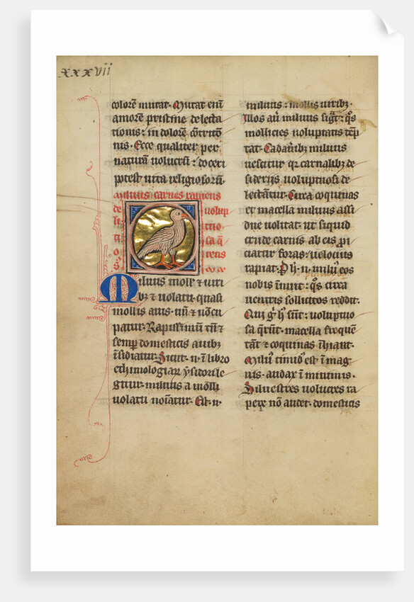 A Kite (Bird) by Anonymous