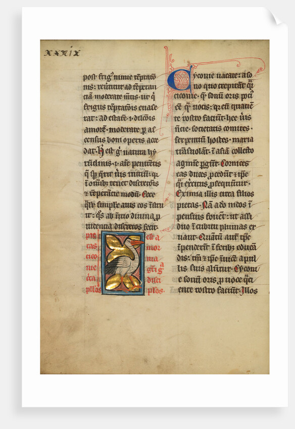 A Stork by Anonymous