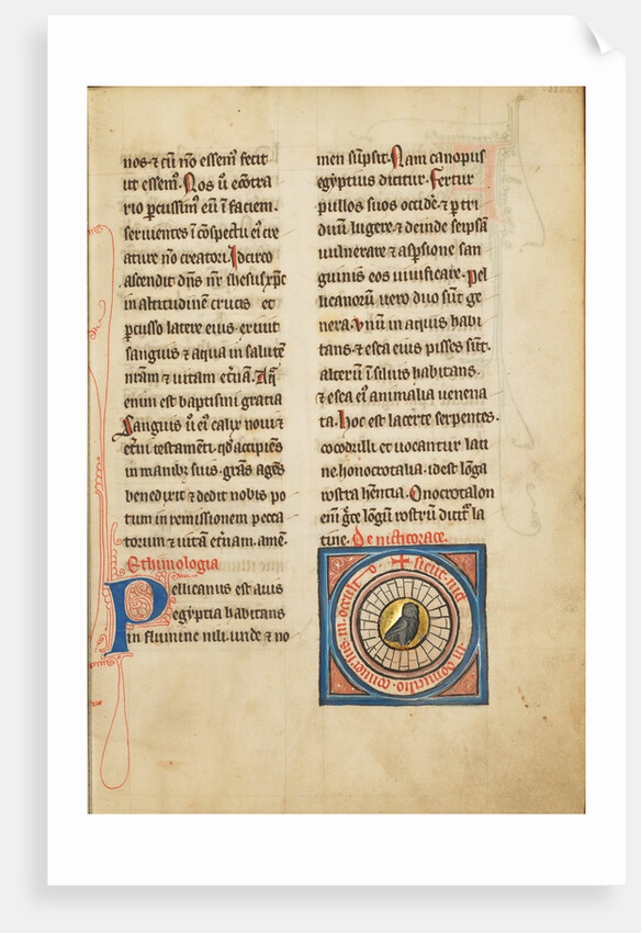 A Night Heron by Anonymous