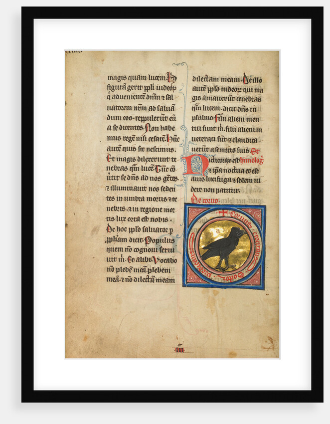 A Magpie by Anonymous