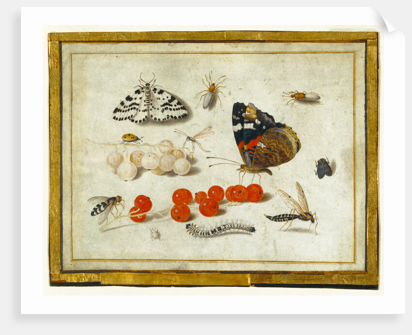 Butterfly, Caterpillar, Moth, Insects, and Currants by Jan van Kessel II