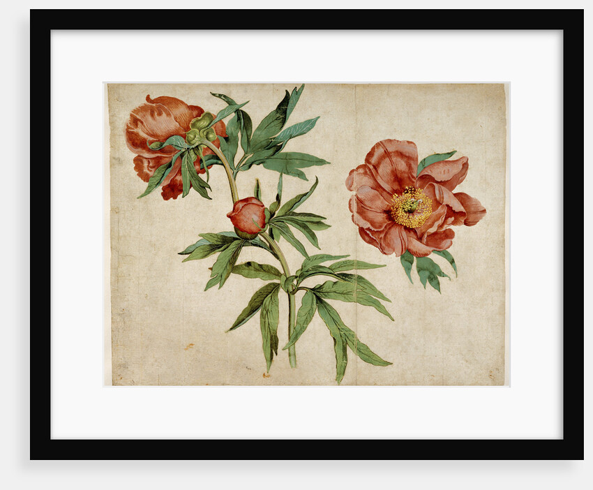Studies of Peonies by Martin Schongauer