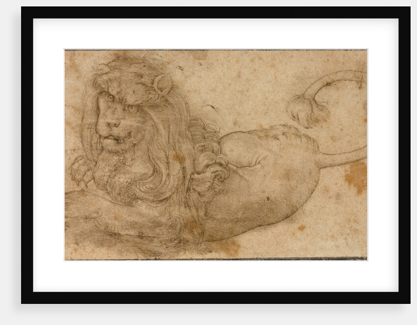Study of a Lion by Lucas Cranach the Elder