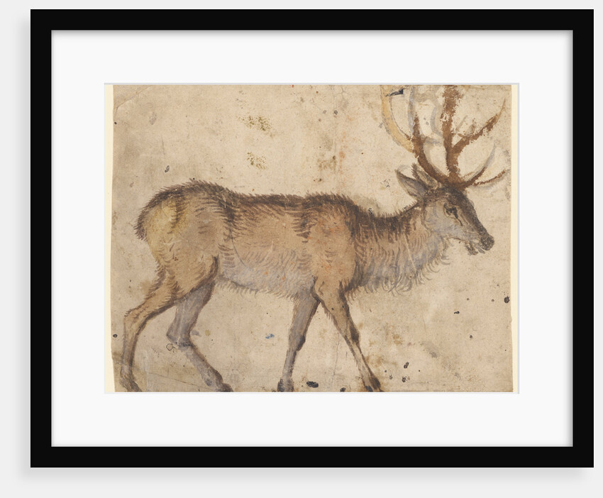 Study of a Stag (recto), Study of Goats (verso) by Lucas Cranach the Elder