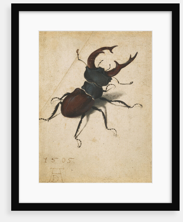 Stag Beetle by Albrecht Dürer