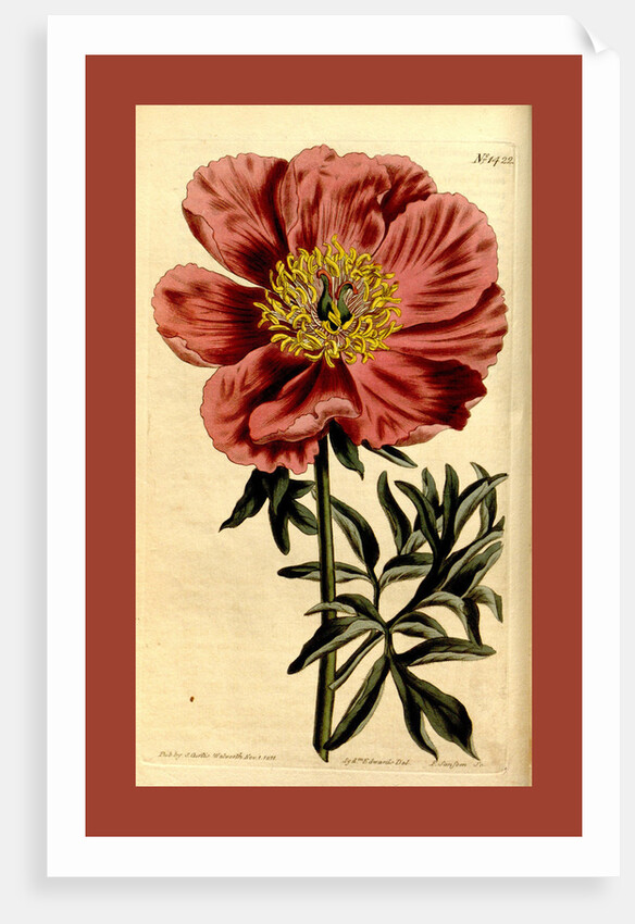 19th century botanical colour print by Anonymous