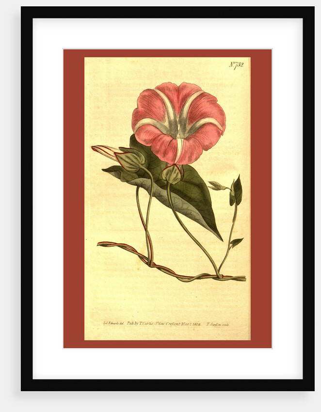 Botanical print by Sydenham Teast Edwards