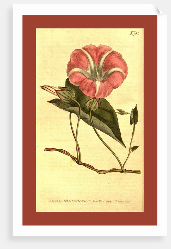 Botanical print by Sydenham Teast Edwards