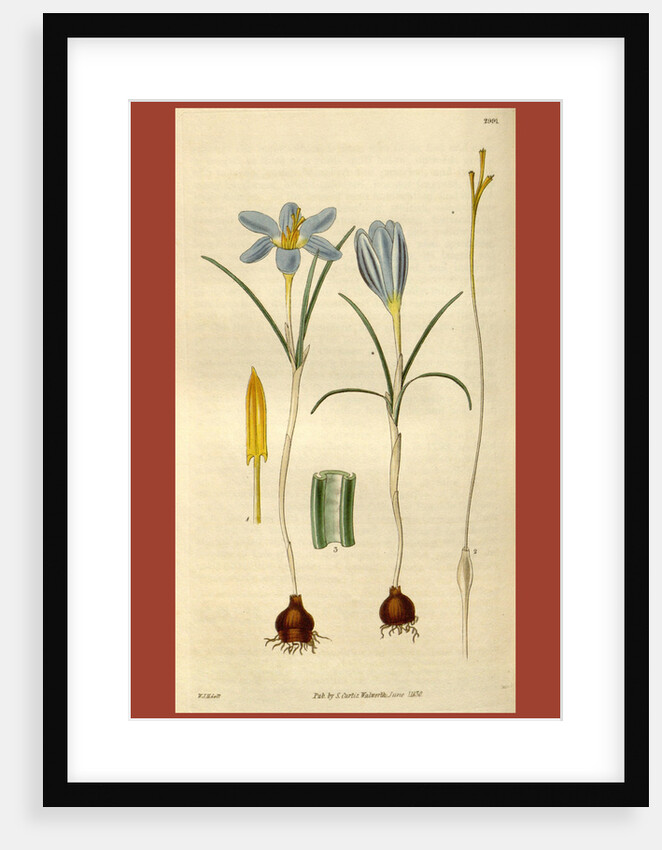 Botanical print by Sir William Jackson Hooker