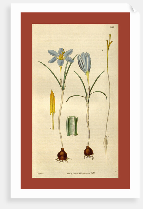 Botanical print by Sir William Jackson Hooker