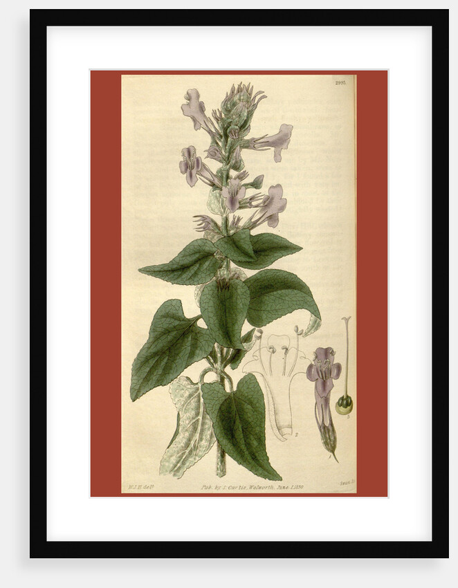 Botanical print by Sir William Jackson Hooker