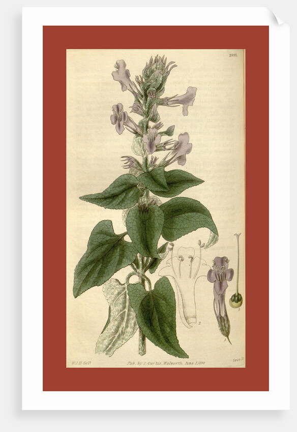 Botanical print by Sir William Jackson Hooker