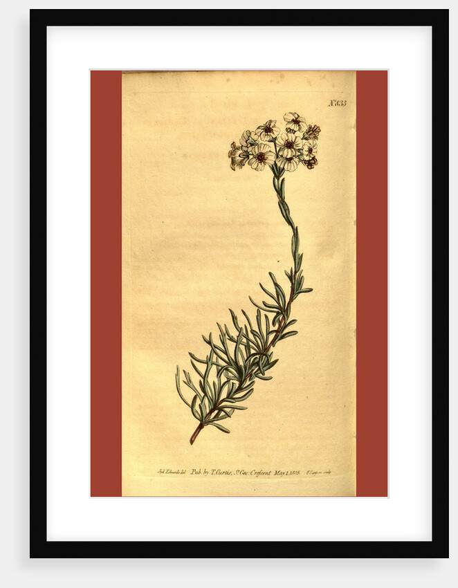 Botanical print by Sydenham Teast Edwards