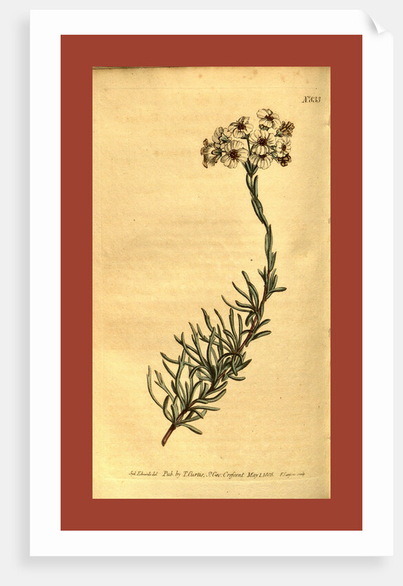 Botanical print by Sydenham Teast Edwards