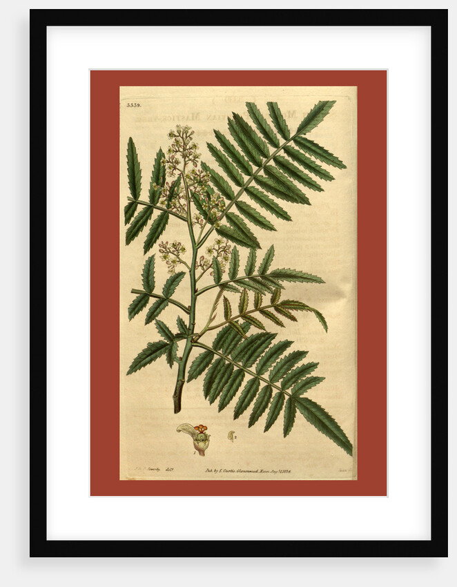 19th century botanical colour print by Anonymous