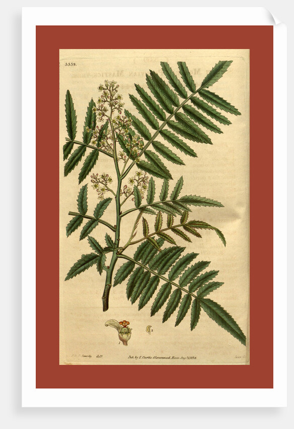 19th century botanical colour print by Anonymous
