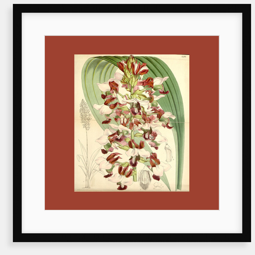 Botanical Print by Walter Hood Fitch