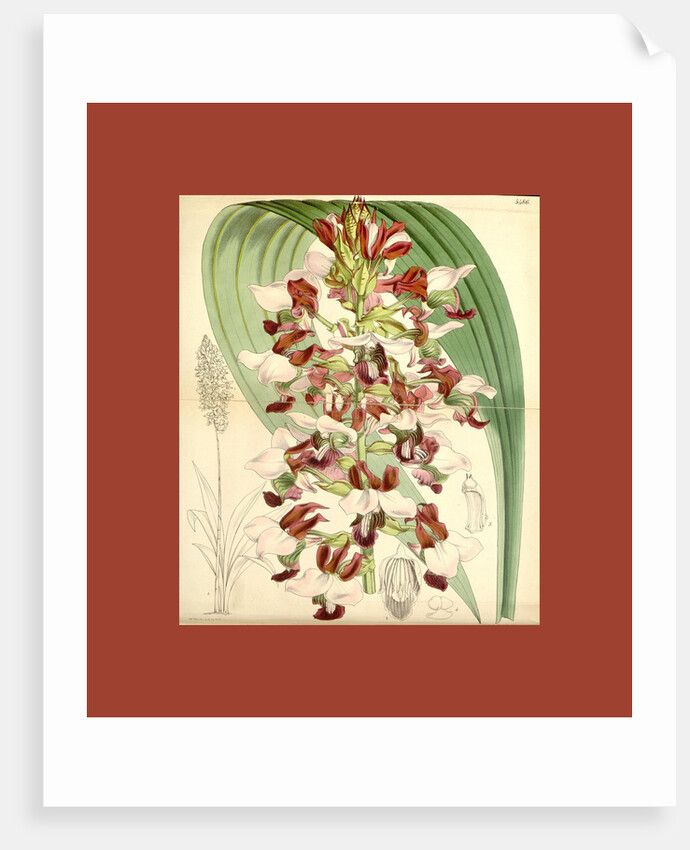 Botanical Print by Walter Hood Fitch