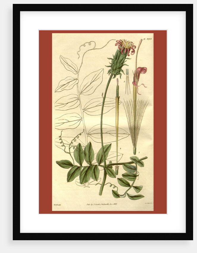 Botanical print by Sir William Jackson Hooker