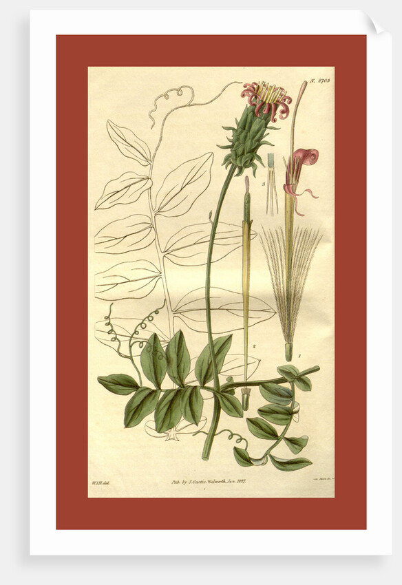 Botanical print by Sir William Jackson Hooker