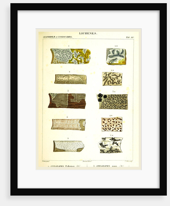 Lichenes by Anonymous