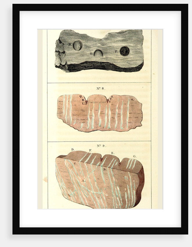 Observations on certain curious Indentations in the Old Red Sandstone of Worcestershire and Herefordshire, considered as the tracks of antediluvian animals by Anonymous