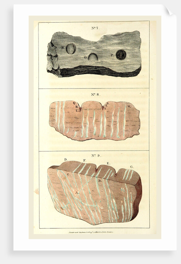 Observations on certain curious Indentations in the Old Red Sandstone of Worcestershire and Herefordshire, considered as the tracks of antediluvian animals by Anonymous