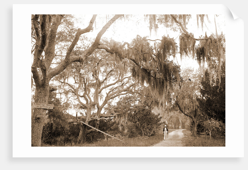 Road to Bostrom's, Ormond, Jackson, Roads, United States, Florida, Ormond Beach, 1880 by William Henry