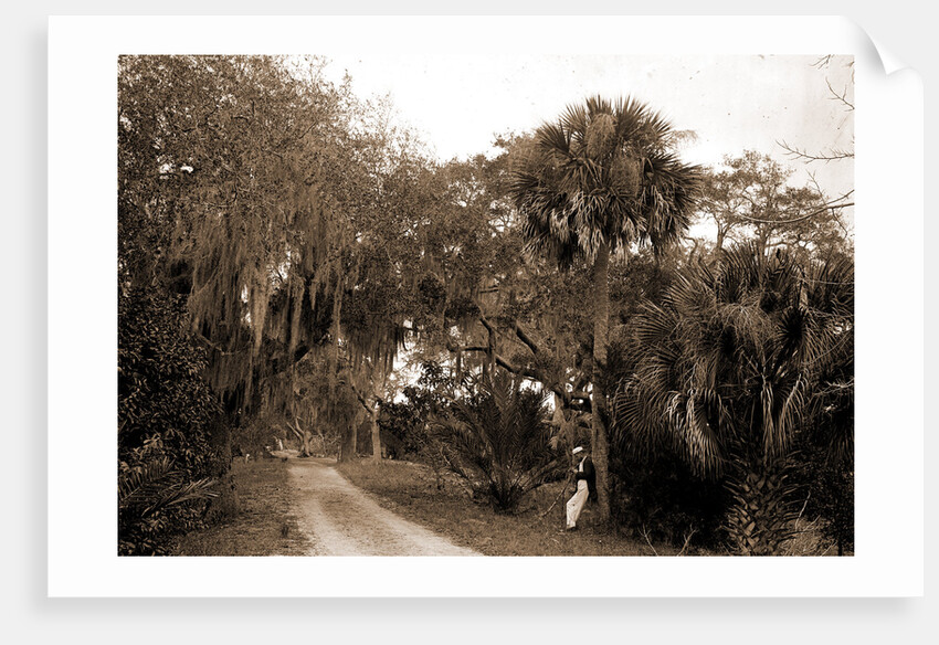 Near Bostrom's, Ormond, Jackson, Bostrom's (Ormond Beach, Fla.), Roads, United States, Florida, Ormond Beach, 1880 by William Henry