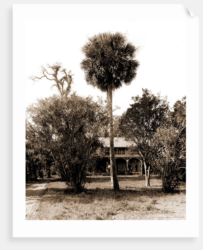 Orange grower's home, Ormond, Jackson, Palms, Dwellings, United States, Florida, Ormond Beach, 1880 by William Henry