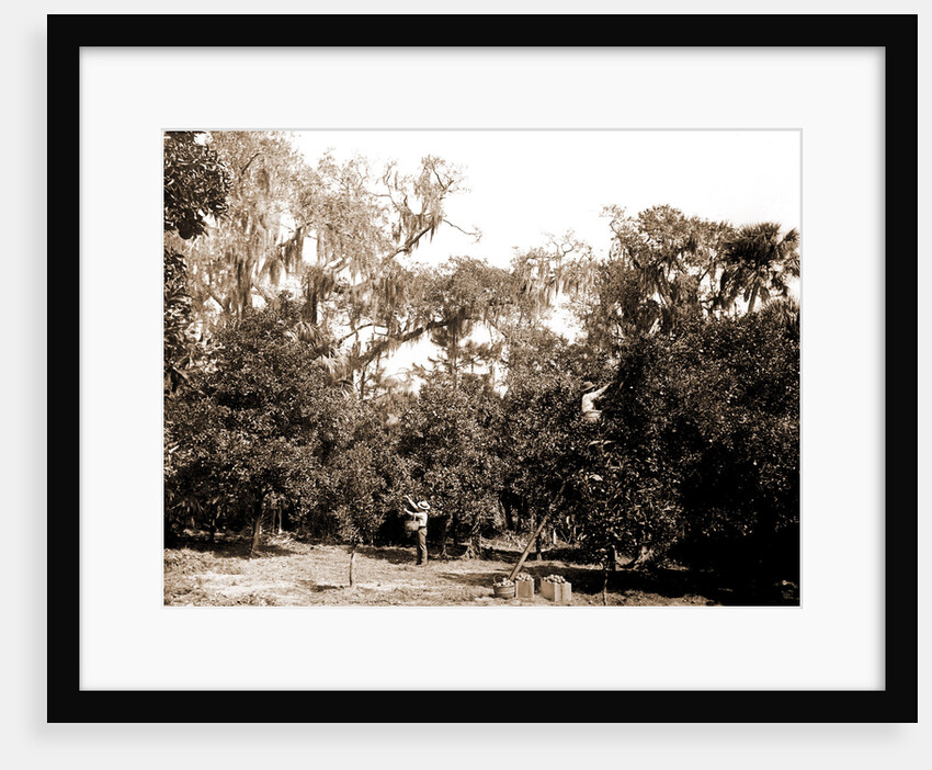 An orange grove on the Halifax, Fla, Jackson, Orange orchards, Harvesting, United States, Florida, Halifax River, 1880 by William Henry