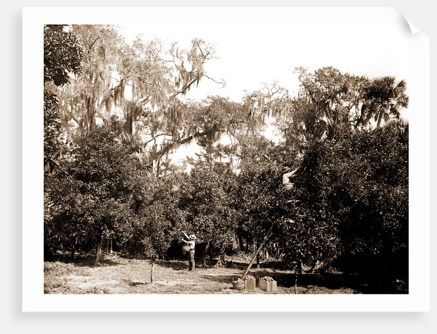 An orange grove on the Halifax, Fla, Jackson, Orange orchards, Harvesting, United States, Florida, Halifax River, 1880 by William Henry