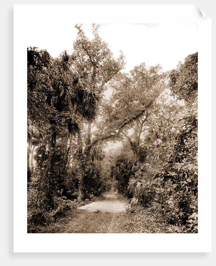 The Hammock Road near Ormond, Jackson, Roads, United States, Florida, Ormond Beach, 1880 by William Henry