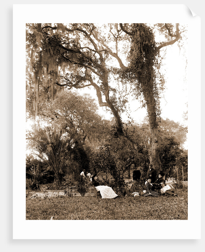 Garden near Daytona, A, Jackson, Gardens, United States, Florida, Daytona Beach, 1880 by William Henry
