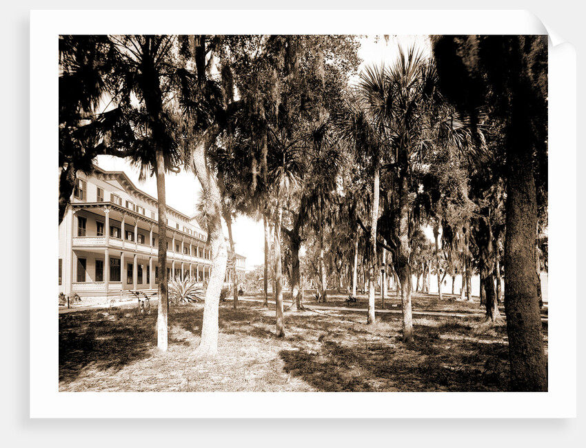 Hotel Rockledge, Indian River, Jackson, Hotel Rockledge (Fla.), Hotels, Palms, Bays, United States, Florida, Indian River, 1880 by William Henry
