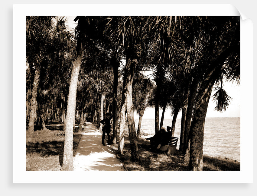 The walk at Rockledge, Indian River, Jackson, Hotels, Trails & paths, Waterfronts, Bays, United States, Florida, Indian River, 1880 by William Henry