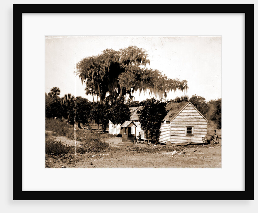 Negro cabin and oaks, Florida, Jackson, Dwellings, African Americans, Trees, Bays, United States, Florida, Indian River, 1880 by William Henry