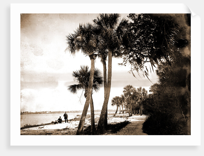Indian River at Cocoa, Fla, Jackson, Palms, Waterfronts, Bays, United States, Florida, Indian River, United States, Florida, Cocoa, 1880 by William Henry