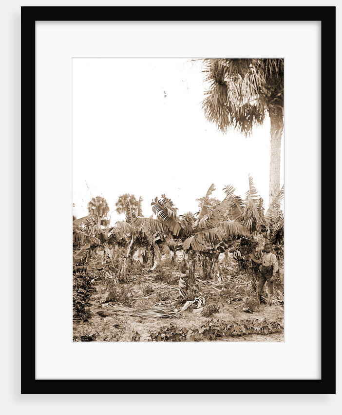 Banana plantation, Indian River, Jackson, Banana plantations, Waterfronts, Bays, United States, Florida, Indian River, 1880 by William Henry