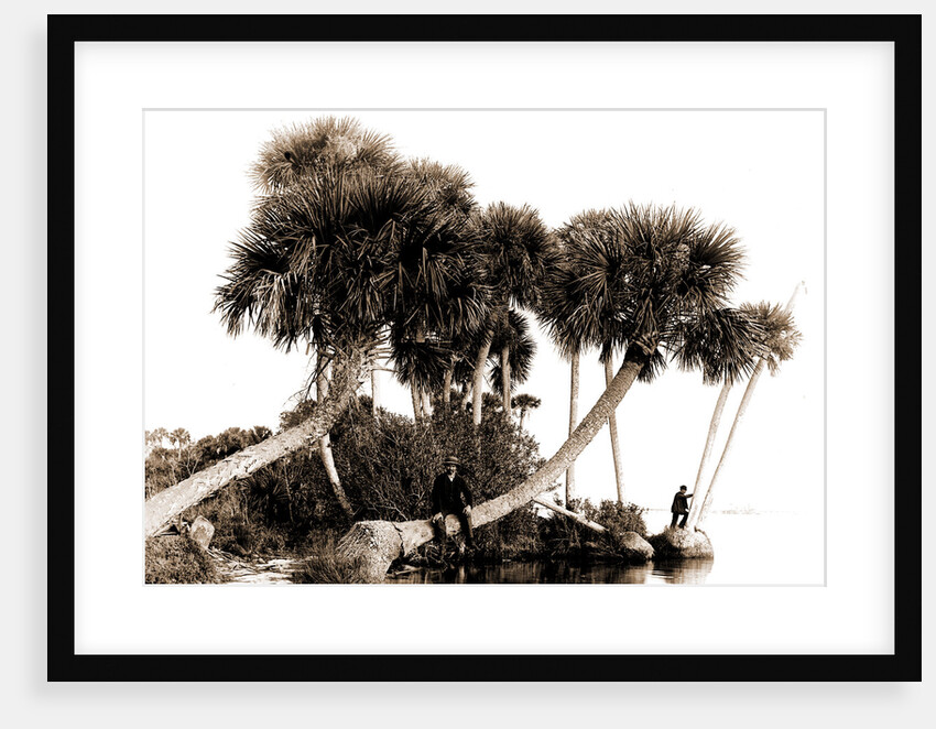 Studies in palms, Sebastian Creek, Florida, Jackson, Waterfronts, Palms, Bays, United States, Florida, Indian River, 1880 by William Henry