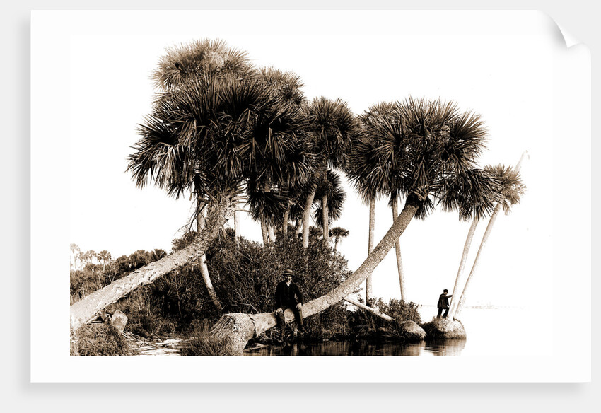 Studies in palms, Sebastian Creek, Florida, Jackson, Waterfronts, Palms, Bays, United States, Florida, Indian River, 1880 by William Henry